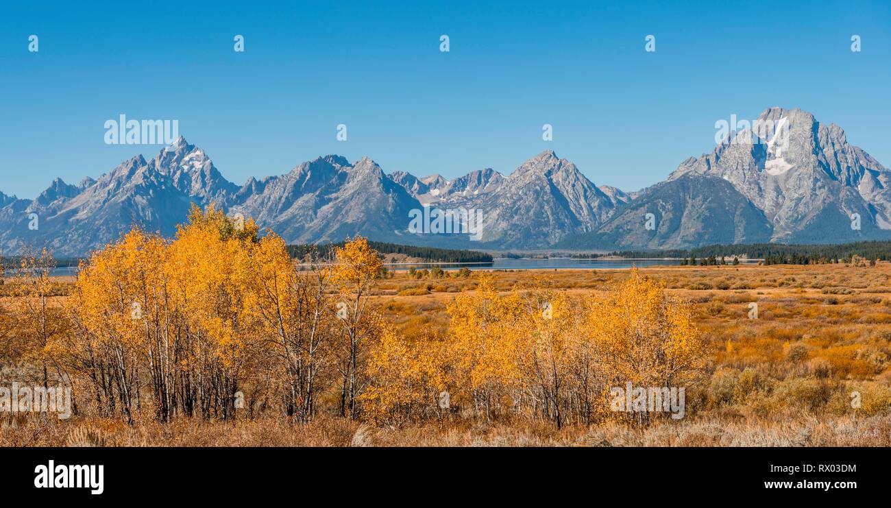 Paysage d'automne, commune de couleur jaune, le tremble (Populus tremula) et les buissons en face de paysage de montagne Banque D'Images