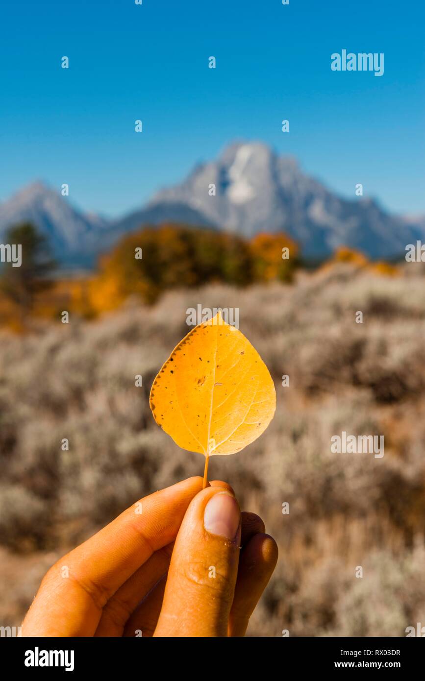 Main tenant des feuilles d'automne jaune d'une politique commune de tremble (Populus tremula), Parc National de Grand Teton, Wyoming, USA Banque D'Images