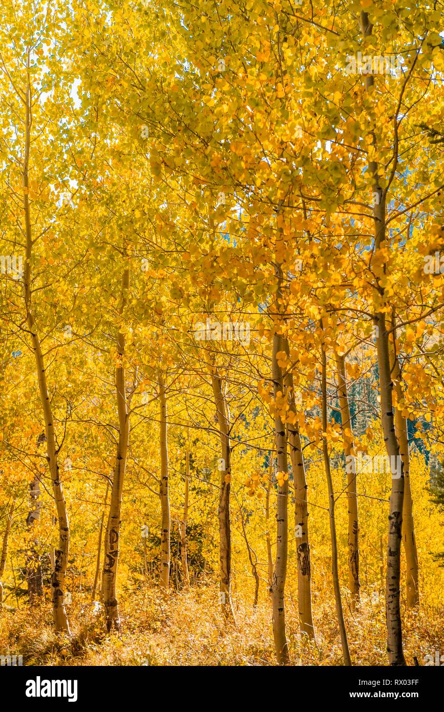 Jaune automne tremble, le Parc National de Grand Teton, Wyoming, USA Banque D'Images