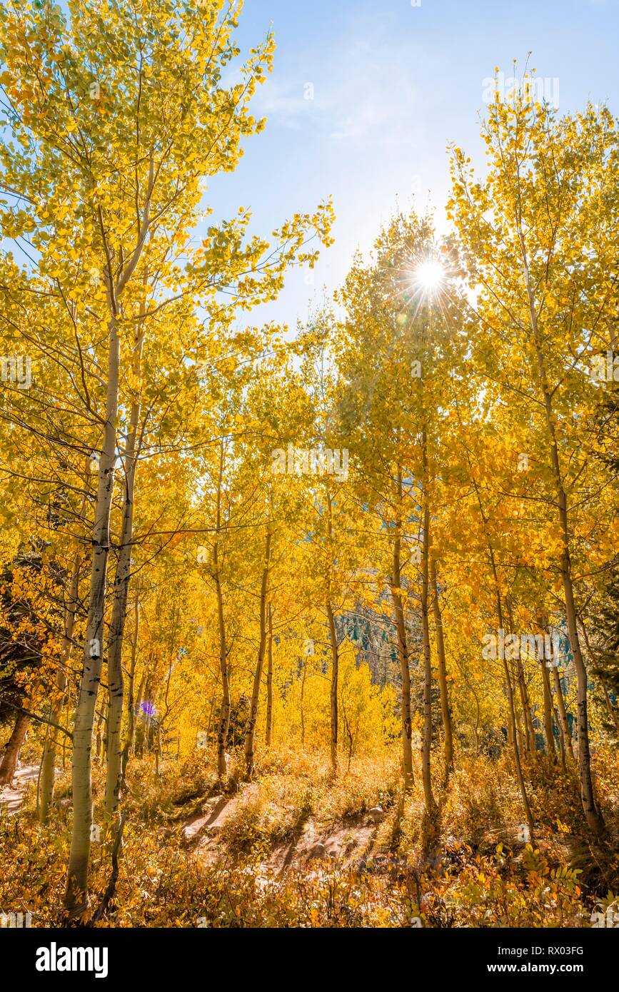 Jaune automne tremble, le Parc National de Grand Teton, Wyoming, USA Banque D'Images