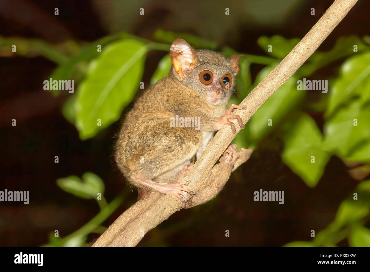 Sulawesi-Tarsier (Tarsius) siège au tarsier, direction générale de l'île de Selayar, endémique, au sud de Sulawesi, Indonésie Banque D'Images
