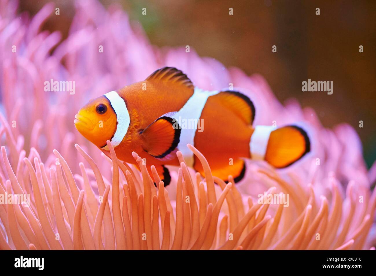 Amphiprion percula clownfish (Orange) dans un aquarium, captive, Allemagne Banque D'Images