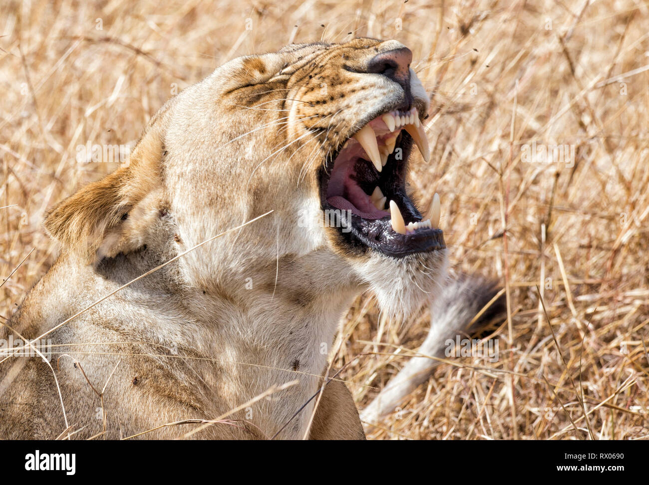 Close-up of roaring lion par les plantes sur terrain Banque D'Images