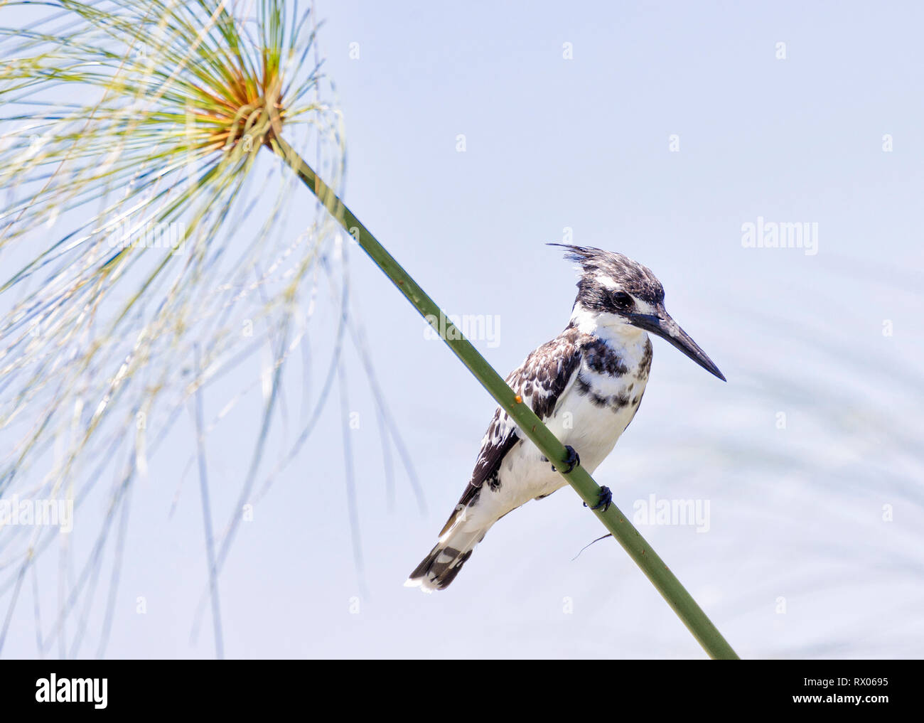 Close-up of pied kingfisher percher sur tige de la plante contre le ciel au cours de journée ensoleillée Banque D'Images