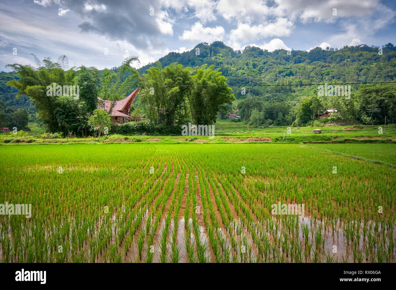 Les champs de riz de Tana Toraja de Sulawesi Sud, près de la ville de Rantepao. Banque D'Images