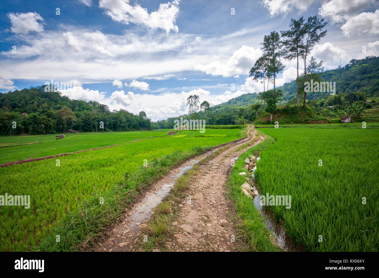 Les champs de riz de Tana Toraja de Sulawesi Sud, près de la ville de Rantepao. Banque D'Images