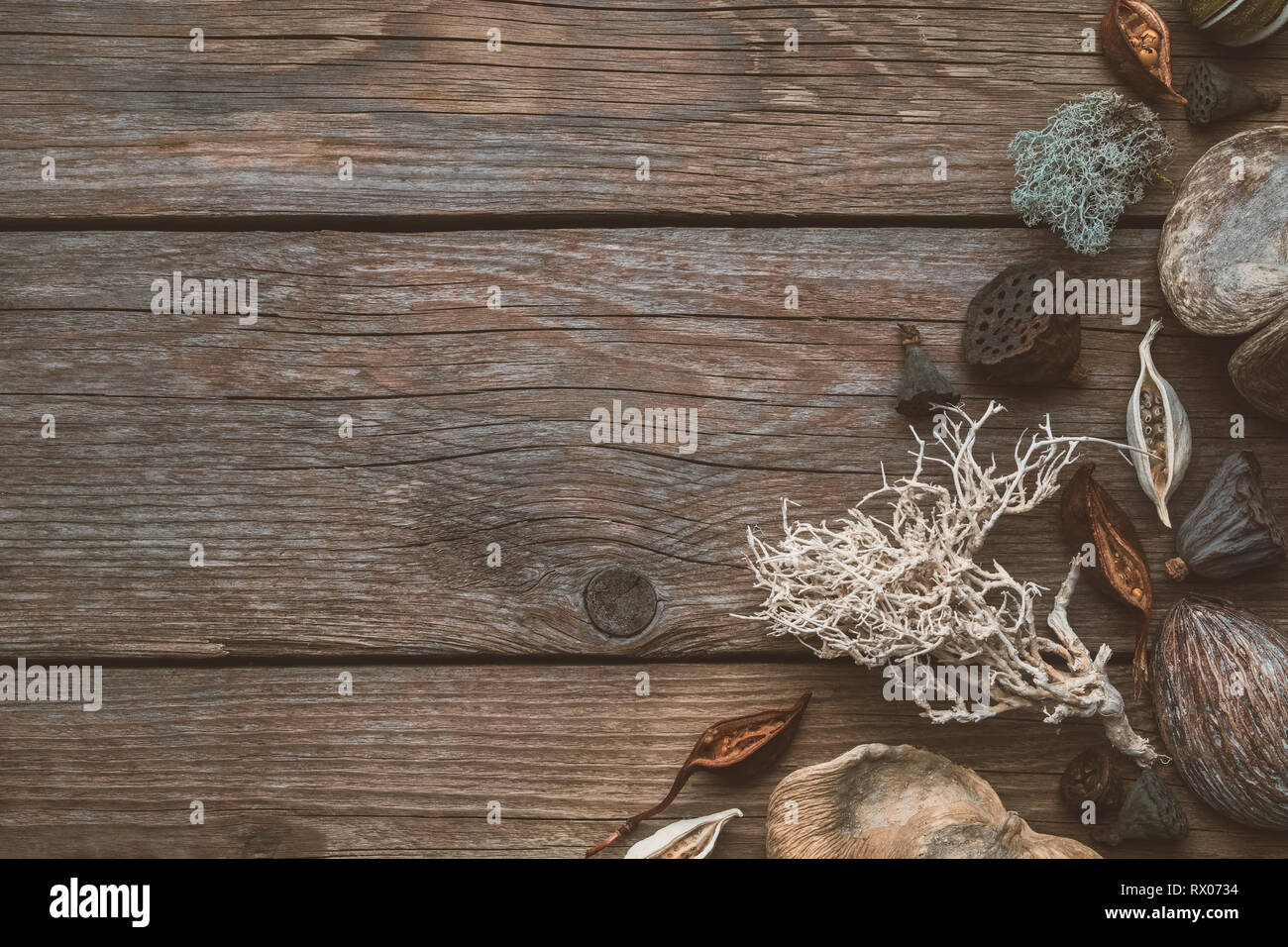 Les racines séchées, coquille de noix, noix de coco, plantes sèches, eucalyptus, graines de lotus pour conception floristique sur planche de bois. Vue d'en haut. L'espace de copie pour le texte. Banque D'Images