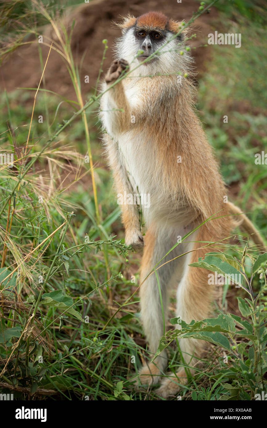 Erythrocebus Patas monkey, patas, le Parc National de la vallée de Kidepo, Ouganda Banque D'Images