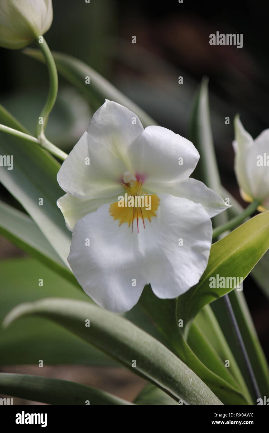 Dendrobium monophyllum, le muguet orchidée Photo Stock - Alamy