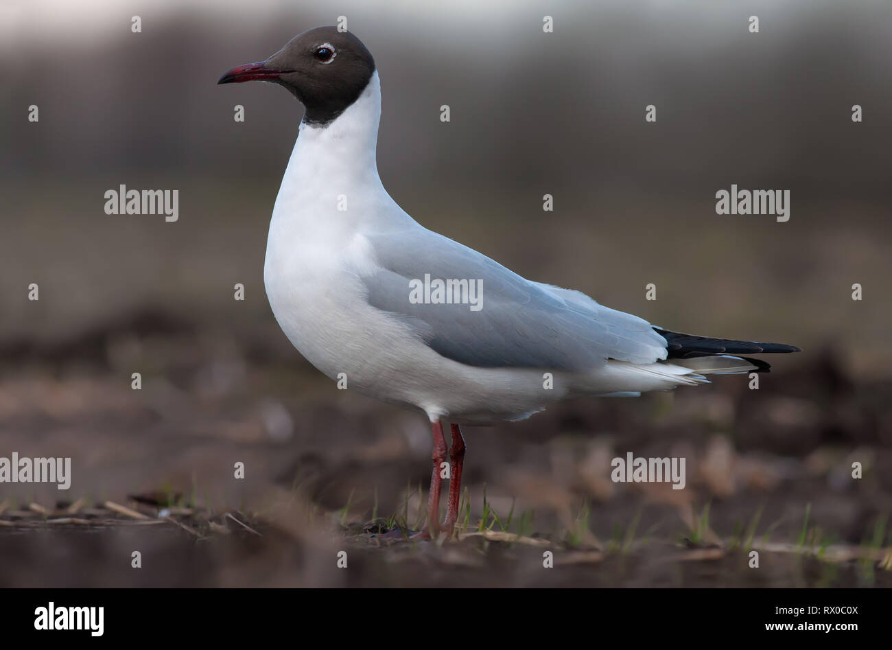 Mouette fermer tourné en champ libre Banque D'Images