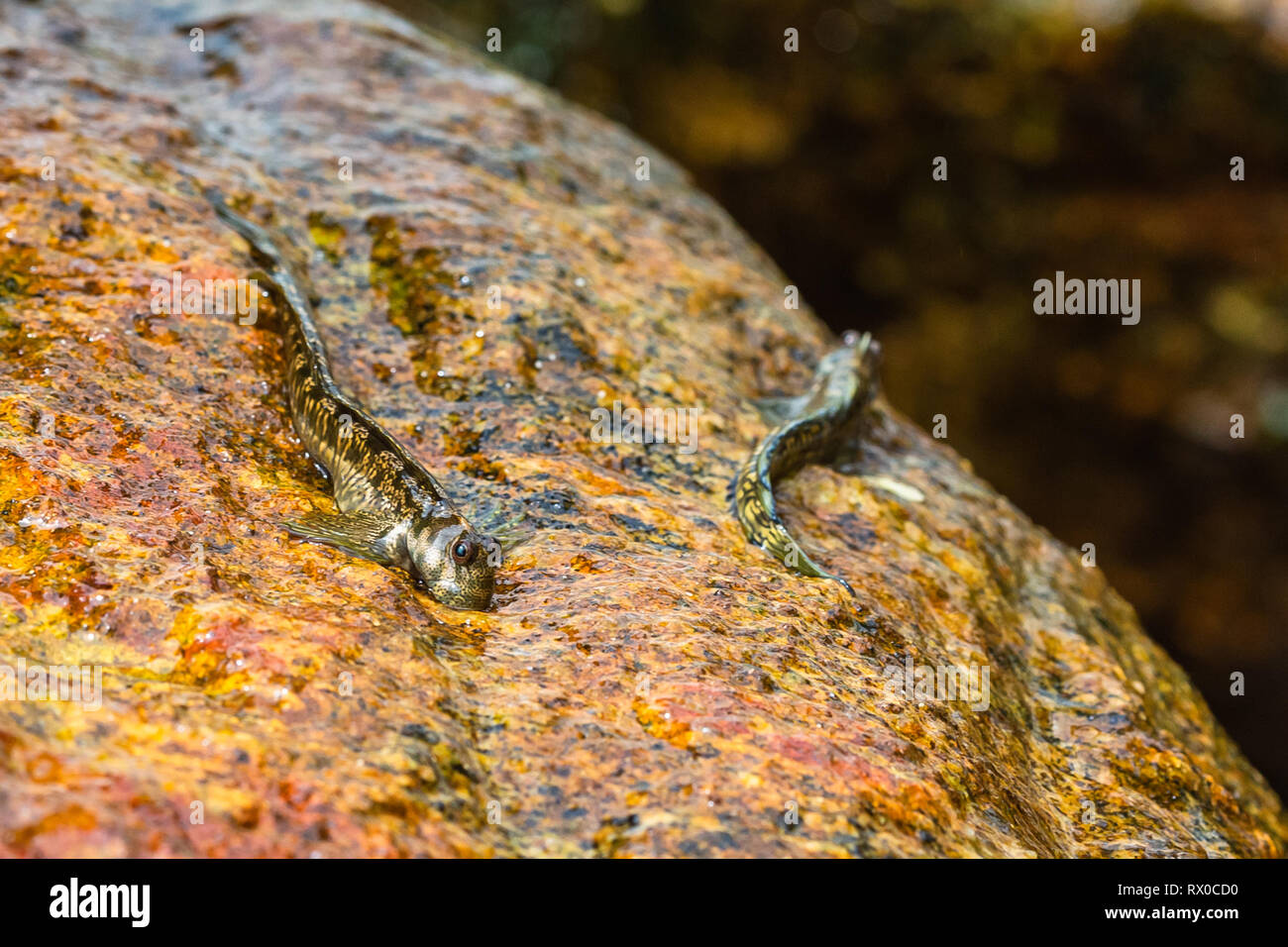La macrophotographie. Mudskipper sur rock. Le Sri Lanka. Banque D'Images
