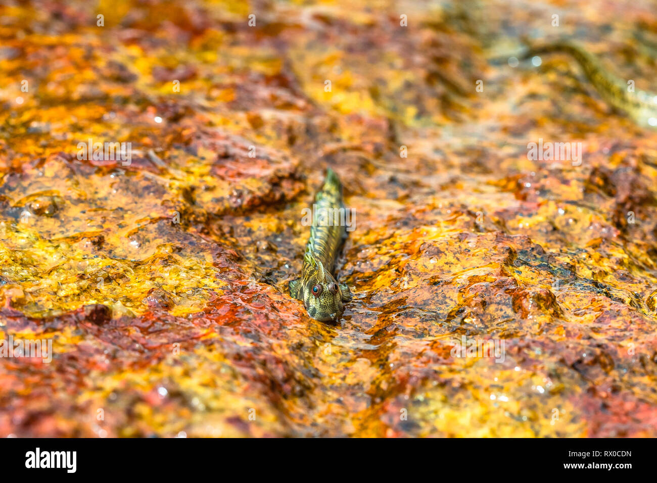 La macrophotographie. Mudskipper sur rock. Le Sri Lanka. Banque D'Images
