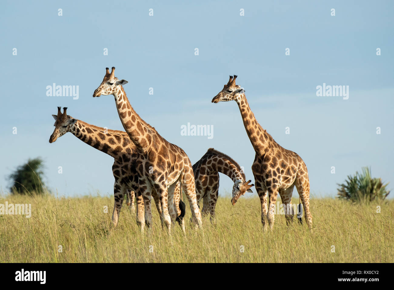 Rothschild Giraffa giraffe, camelopardus rothschildi, Murchison Falls National Park, de l'Ouganda Banque D'Images