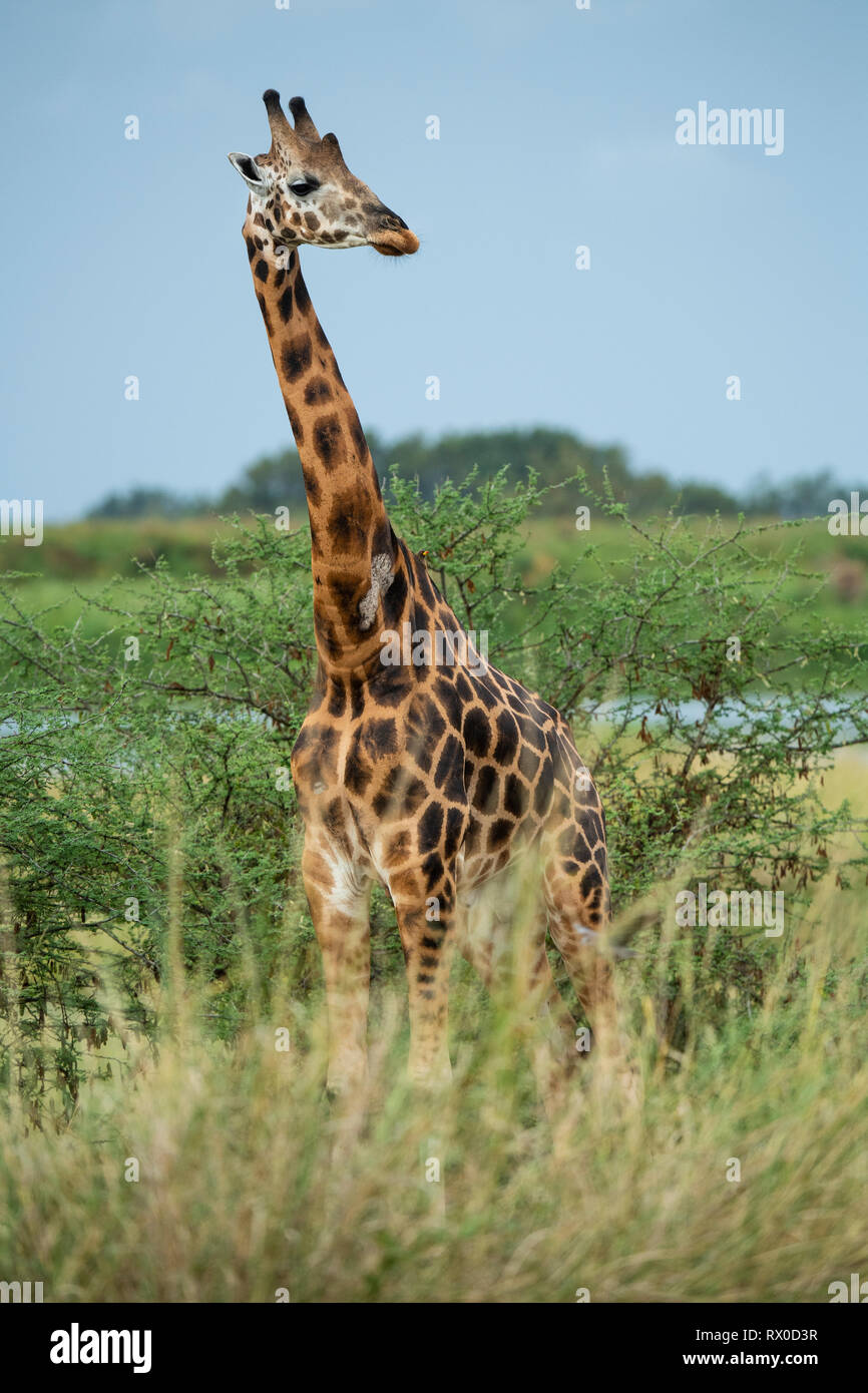 Rothschild Giraffa giraffe, camelopardus rothschildi, Murchison Falls National Park, de l'Ouganda Banque D'Images