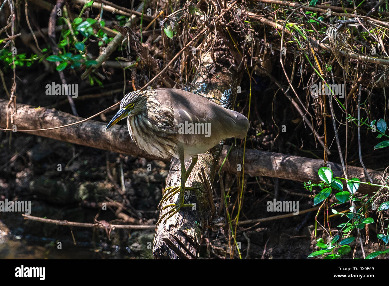 Indian Pond Heron. Yala Nationakl Park. Le Sri Lanka. Banque D'Images
