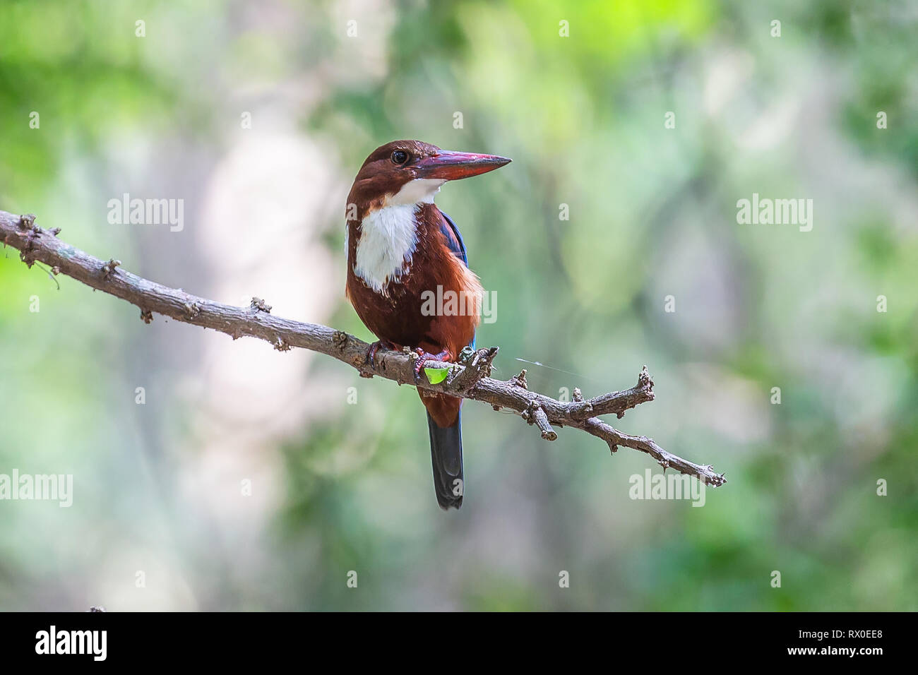 King Fisher à gorge blanche. Parc national de Yala. Le Sri Lanka. Banque D'Images