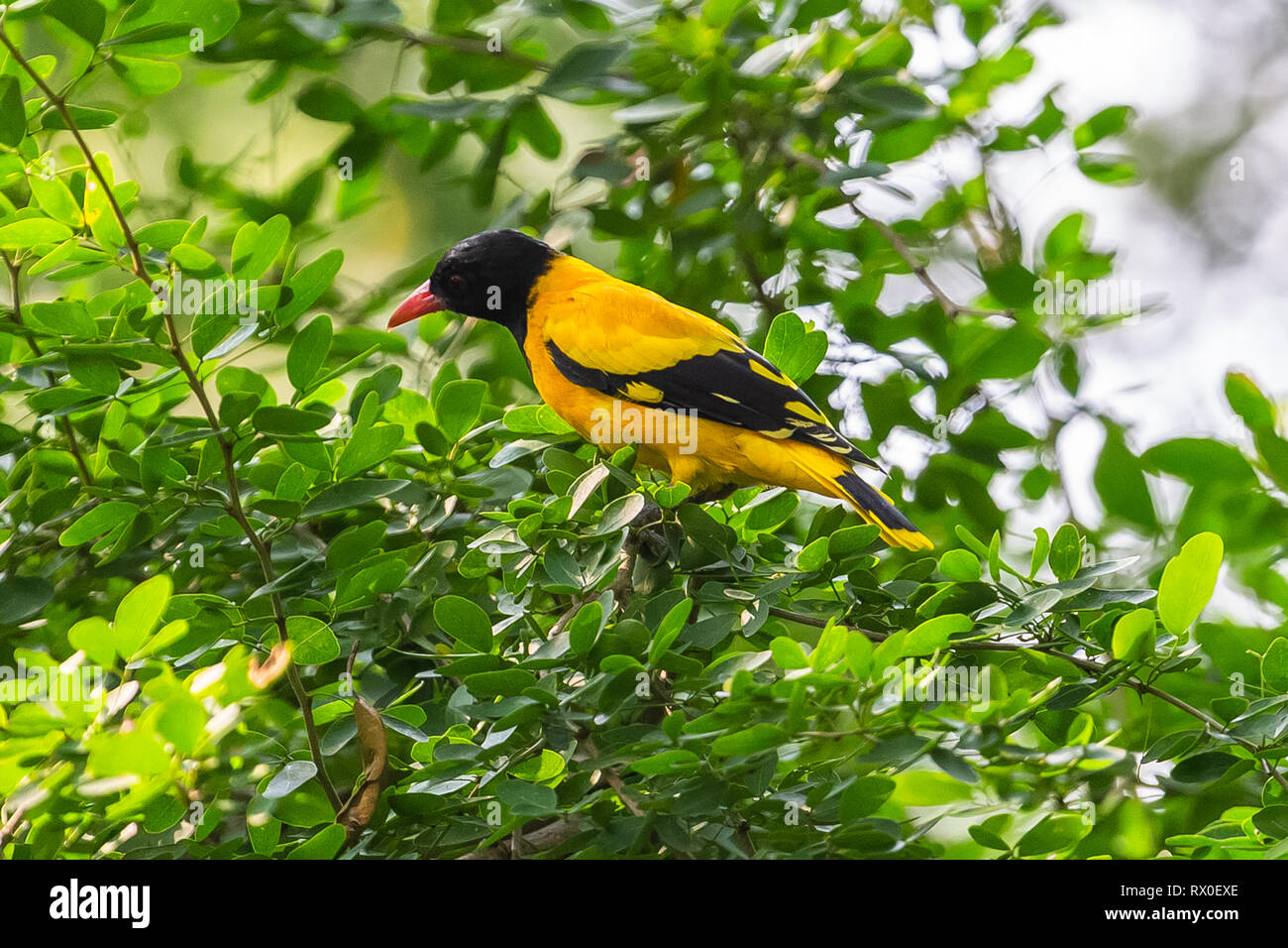 L'oriole à capuchon noir. Parc national de Yala. Le Sri Lanka. Banque D'Images