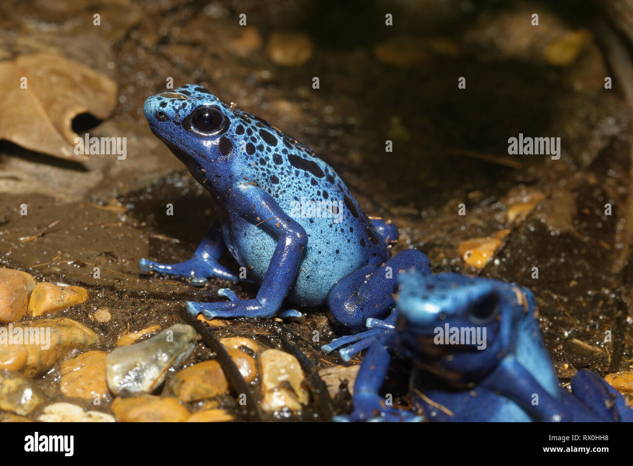 Deux Blue Poison Frogs - Dendrobates tinctorius azureus espèces rares du Surinam Banque D'Images