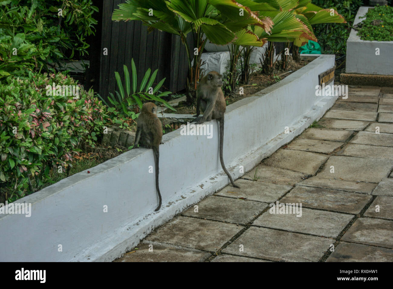 Macaque à Tanjung Piai, la pointe la plus méridionale de l'Asie continentale, Pontien, Malaisie Banque D'Images