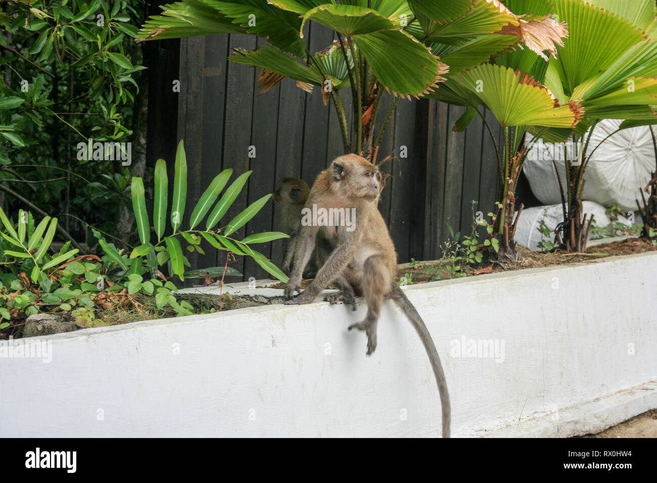 Macaque à Tanjung Piai, la pointe la plus méridionale de l'Asie continentale, Pontien, Malaisie Banque D'Images