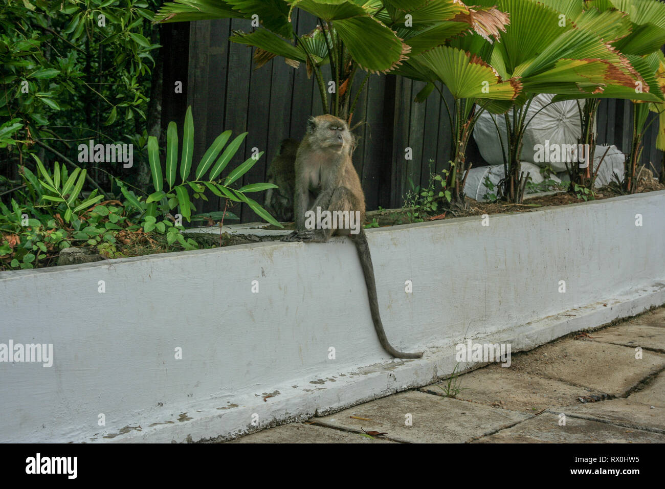 Macaque à Tanjung Piai, la pointe la plus méridionale de l'Asie continentale, Pontien, Malaisie Banque D'Images