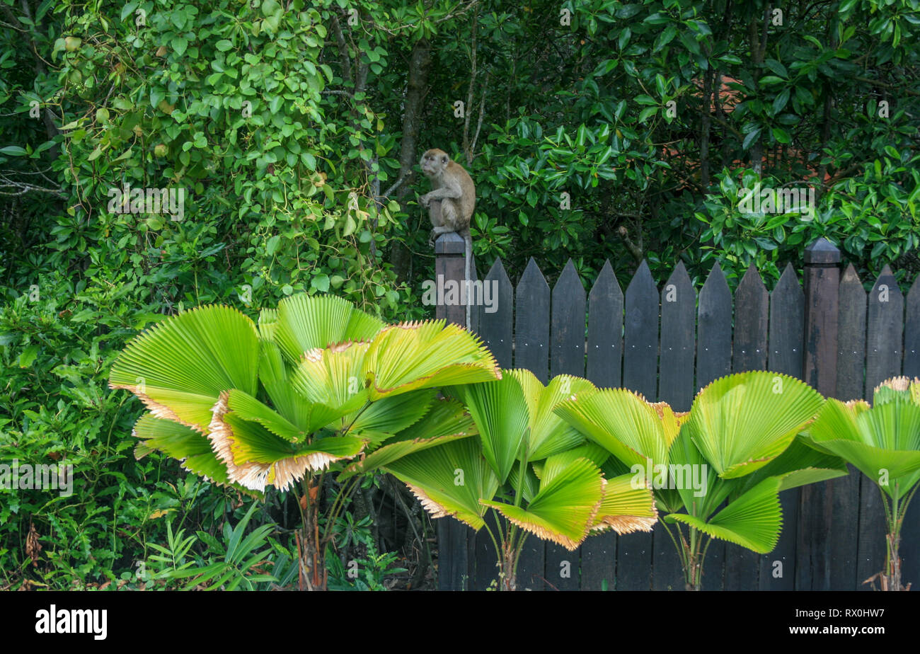 Macaque à Tanjung Piai, la pointe la plus méridionale de l'Asie continentale, Pontien, Malaisie Banque D'Images