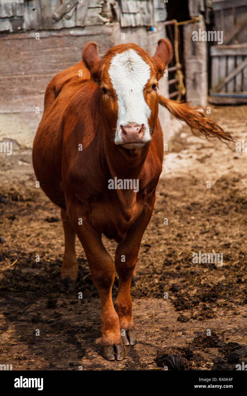 Les jeunes veaux de race Hereford limousin cross dans la basse-cour. Banque D'Images