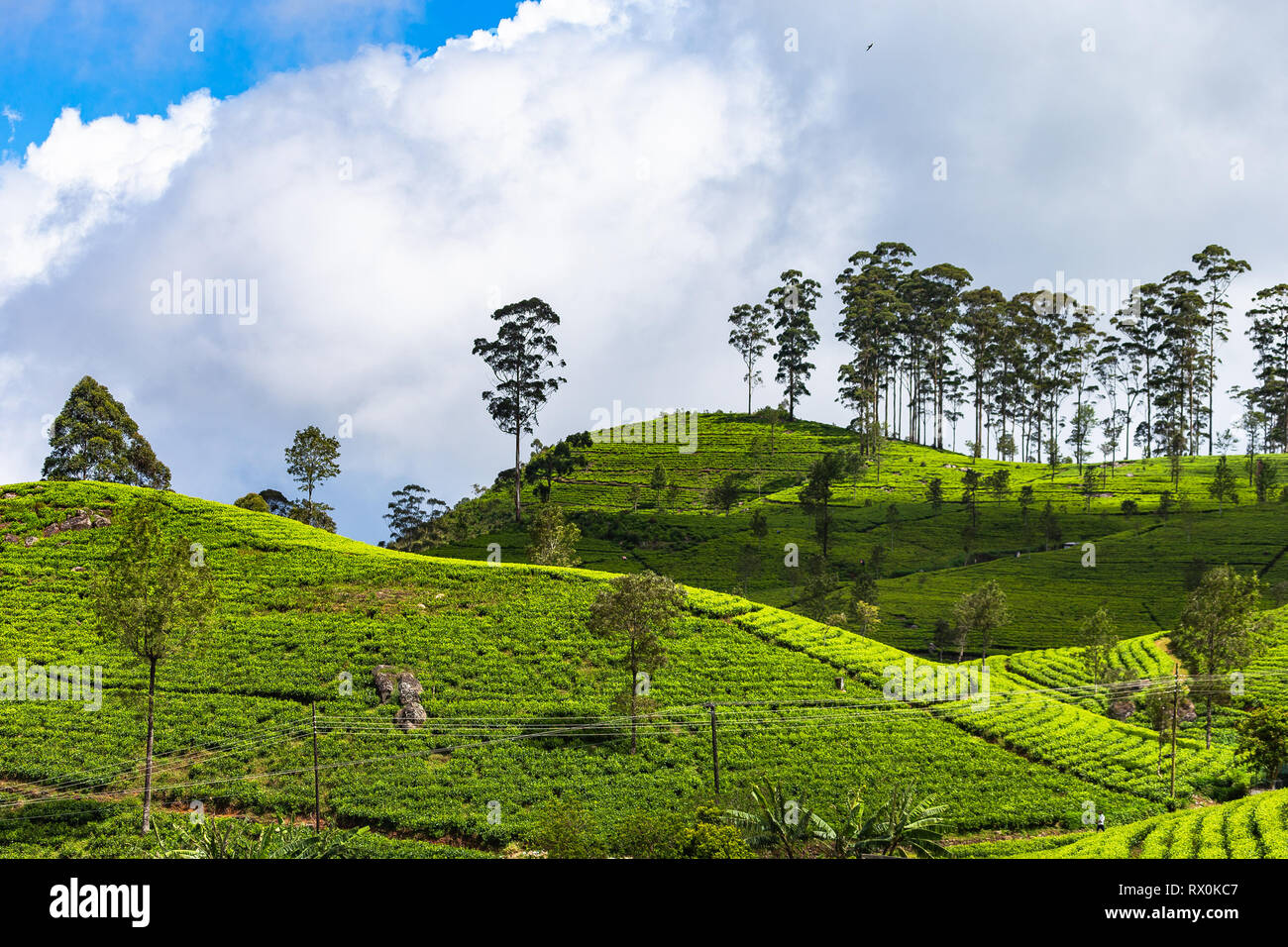 La plantation de thé près d'Haputale. Le Sri Lanka. Banque D'Images