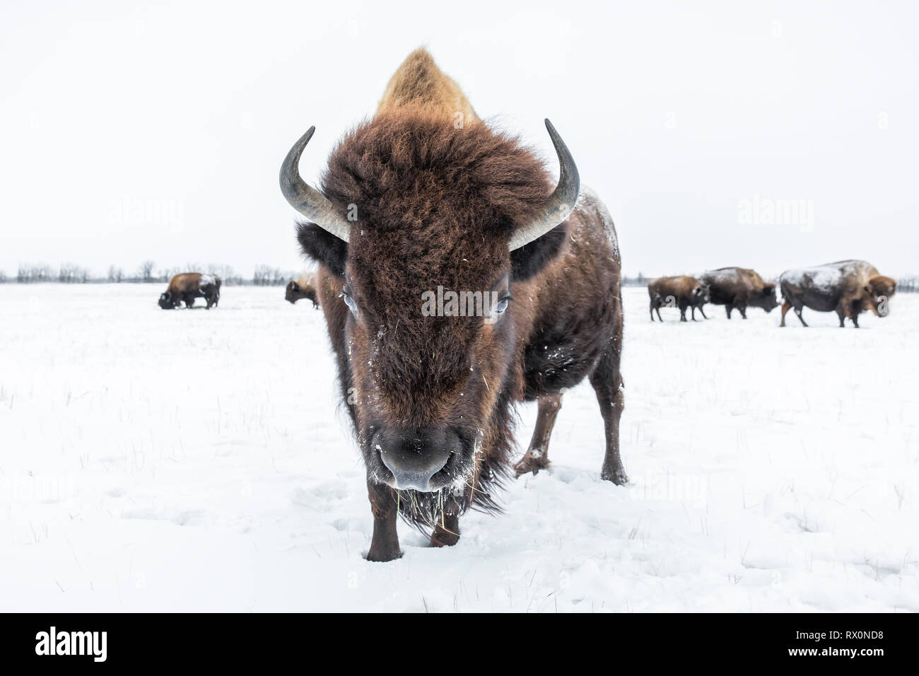 Le bison des plaines (Bison bison bison, en hiver, au Manitoba, Canada. Banque D'Images