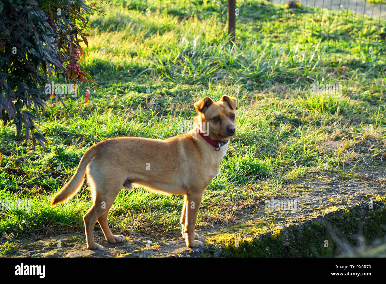 Chien courant sur l'herbe, cute animal domestique. Banque D'Images