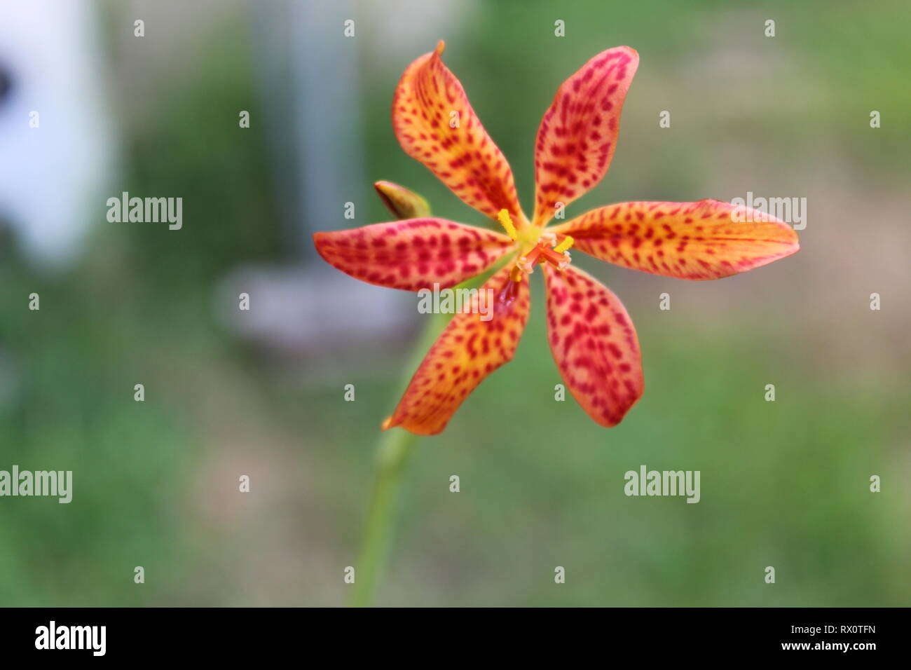 Iris domestica AKA leopard lily, Lily, blackberry et fleur léopard Banque D'Images