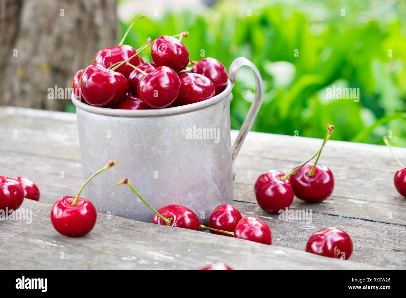 Mug rustique plein de cerises mûres rouges et petits fruits épars sur banc en bois dans son jardin d'été en plein air. Banque D'Images