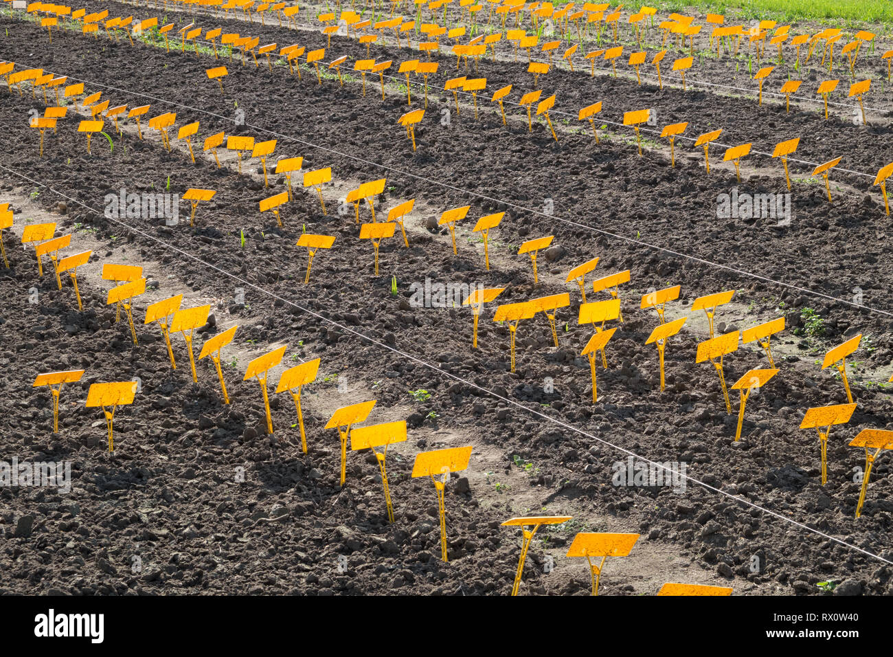 Les étiquettes pour les semis sur un terrain. Les marqueurs de l'usine sur des lits dans un jardin. Banque D'Images