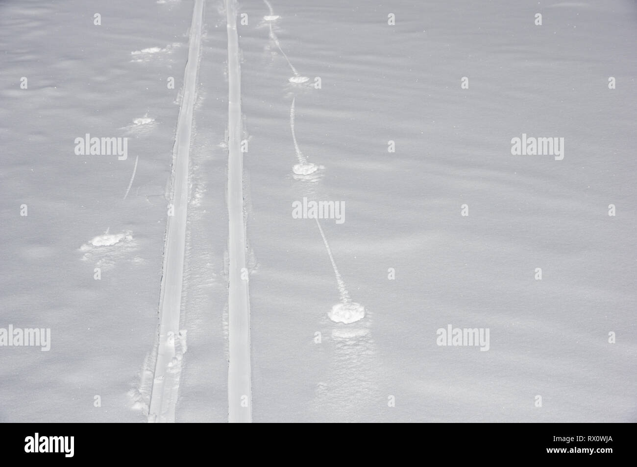Piste de ski dans la neige fraîche avec copyspace Banque D'Images