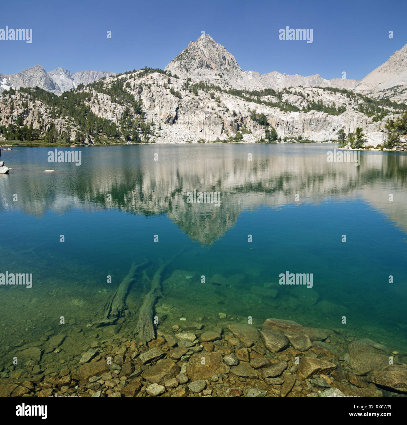 Lamarck inférieur avec le lac de montagne Sierra de réflexion et les rochers et les rondins underwater Banque D'Images