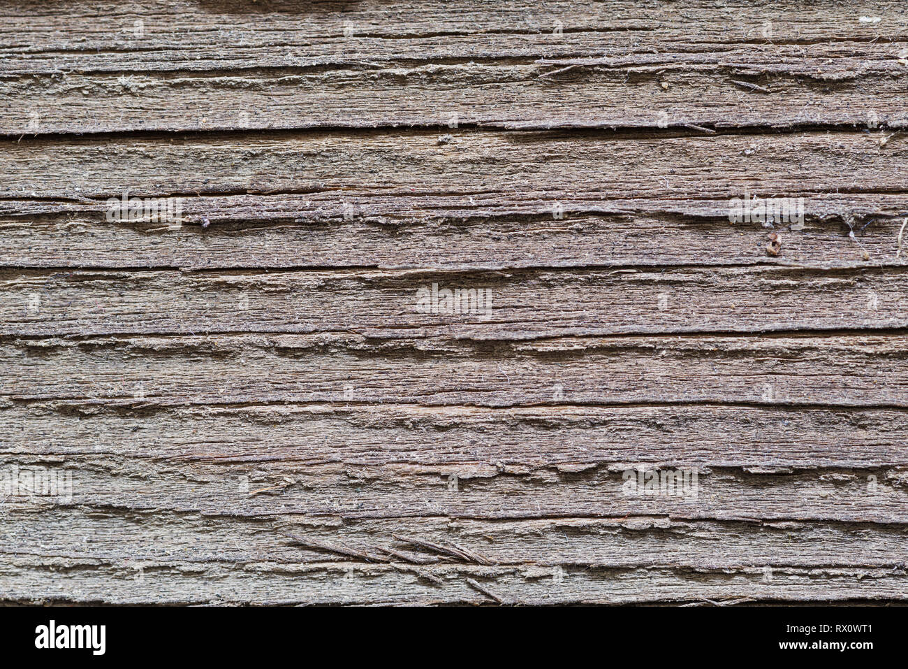 En bois gris patiné fortement close up texture de fond Banque D'Images