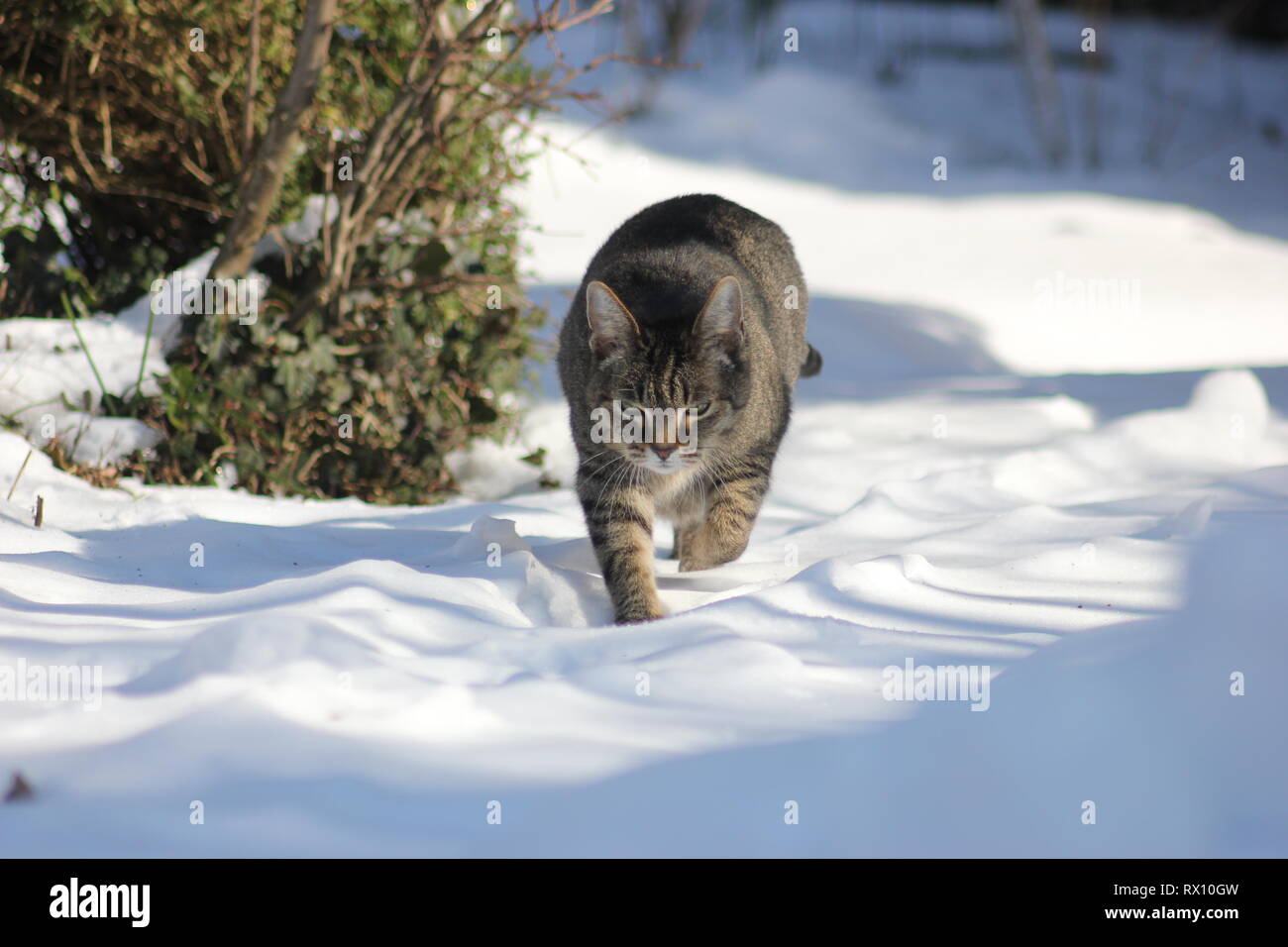 Le chat dans la neige, les pattes s'enfoncent dans la neige, se déplaçant vers l'avant en regardant dans la caméra. Banque D'Images