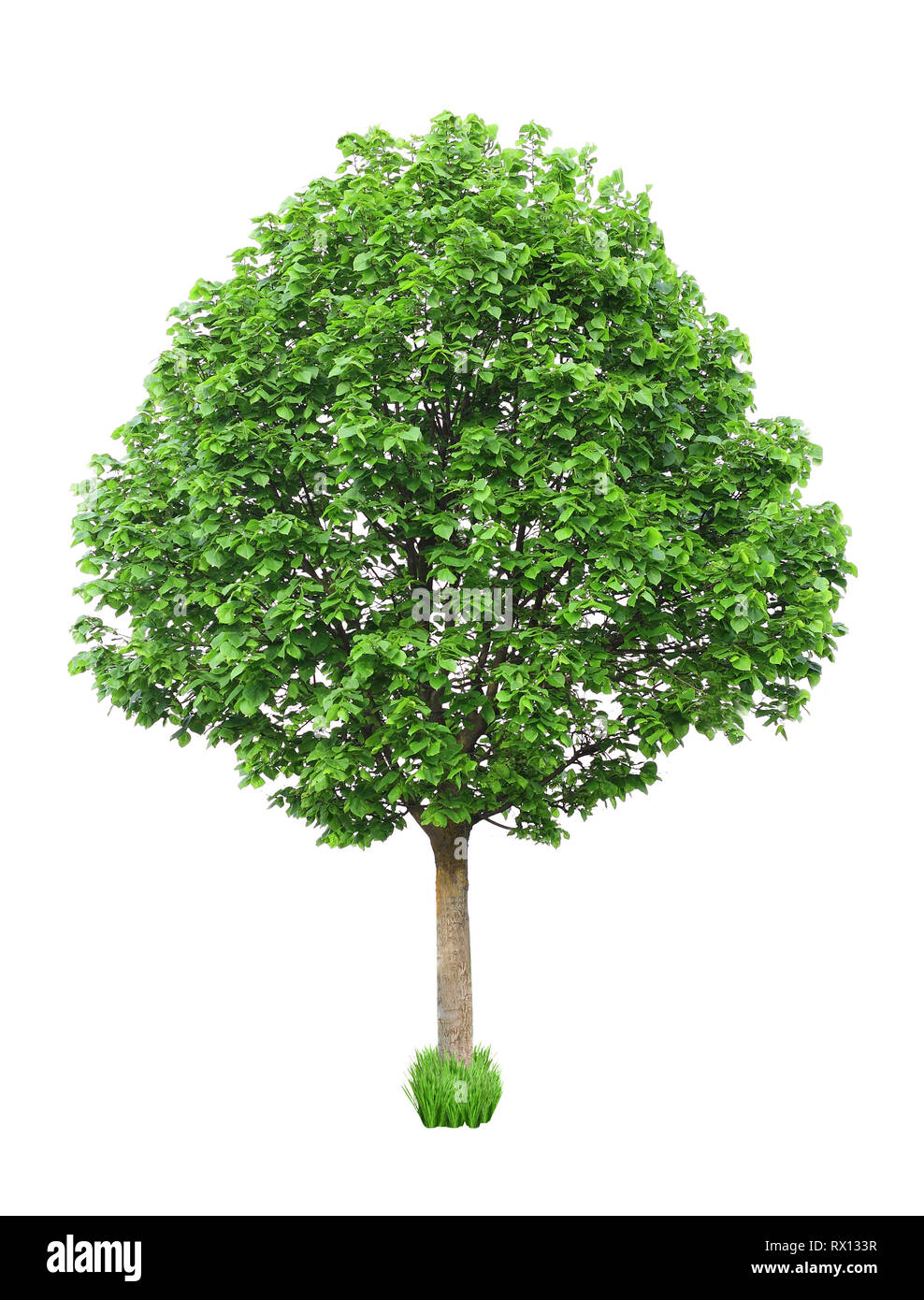Isolé de l'arbre vert Banque D'Images