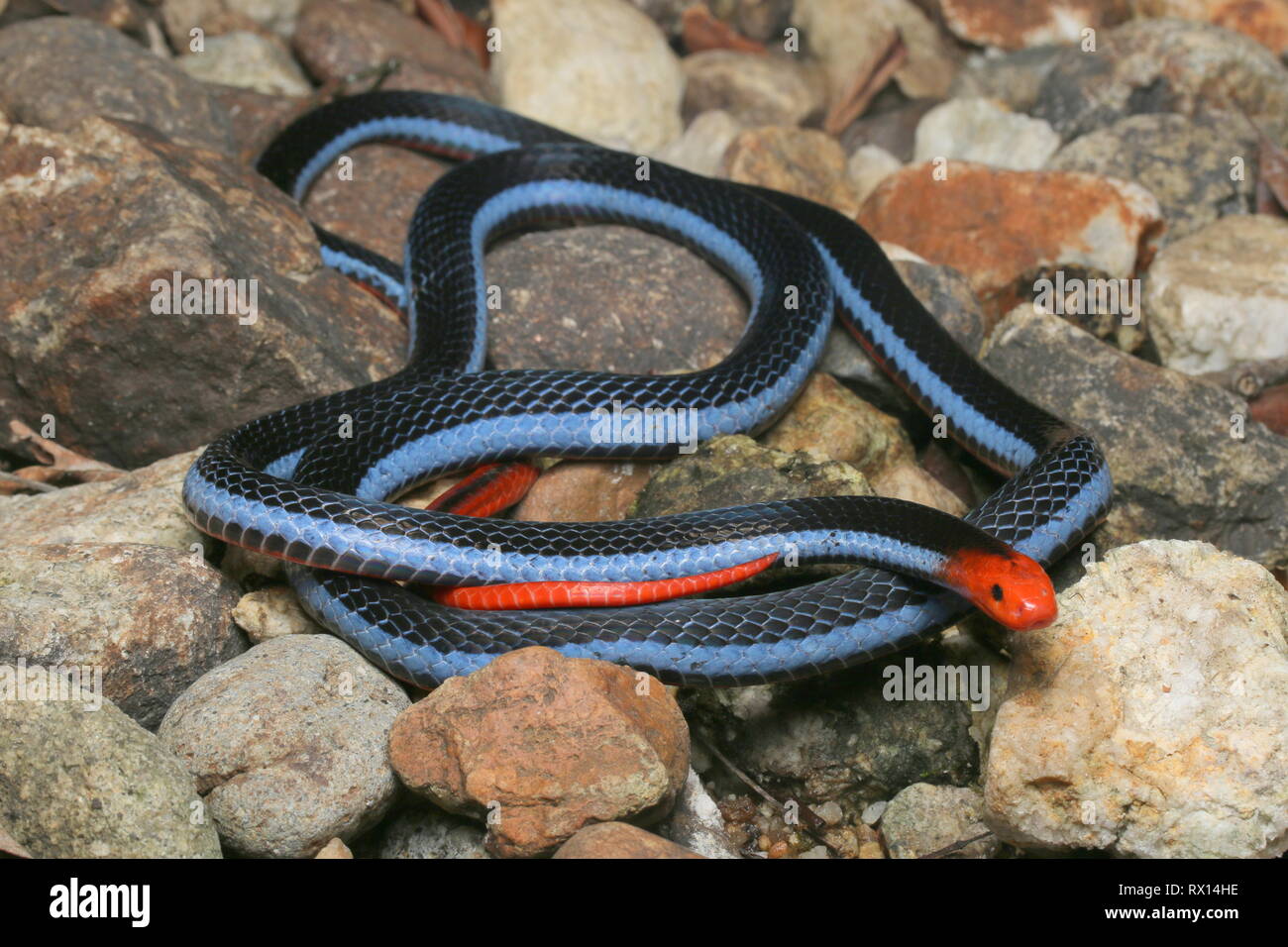 Malayan Blue Coral Snake Banque D'Images