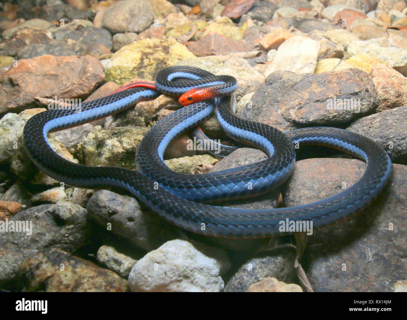 Malayan Blue Coral Snake Banque D'Images