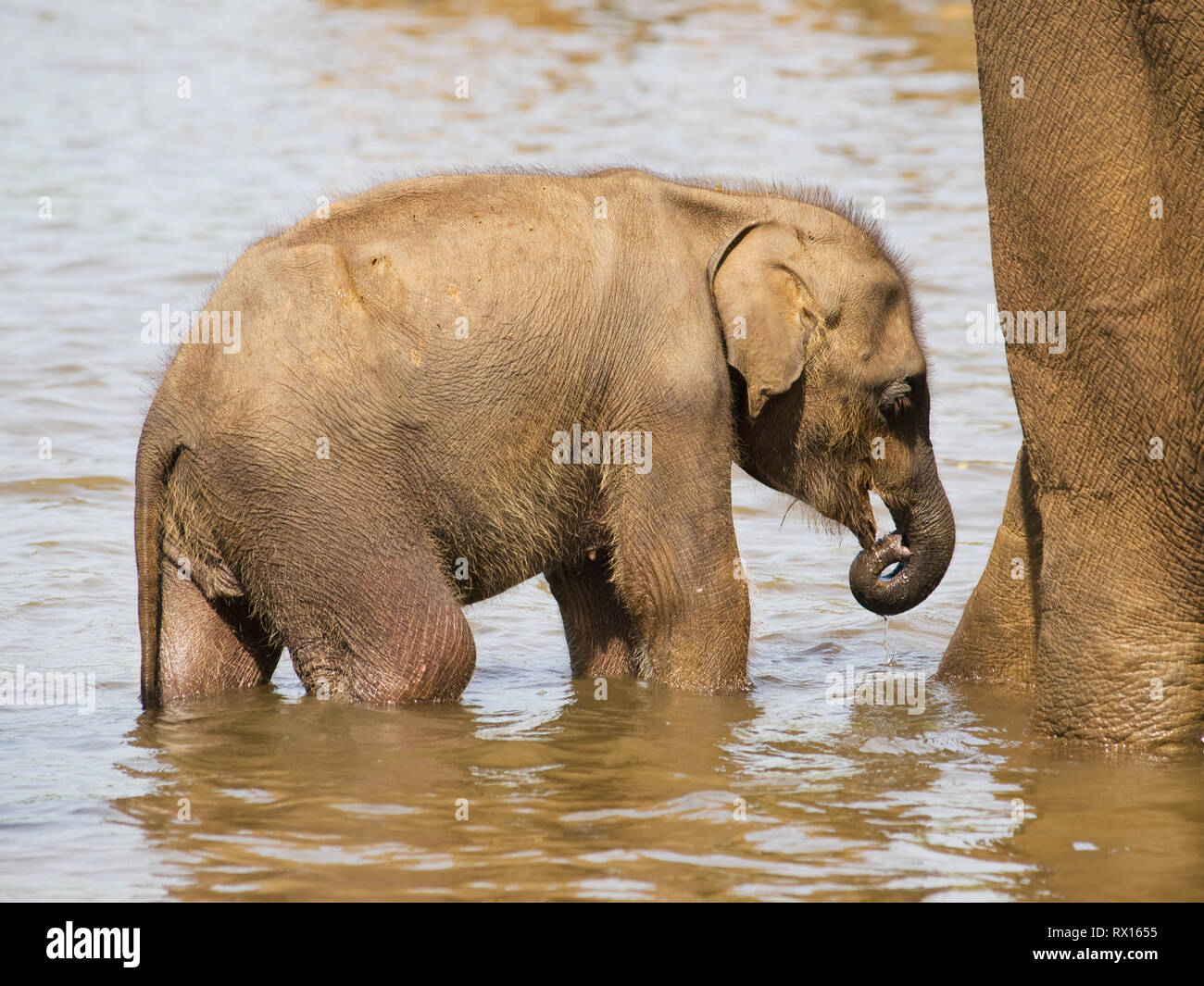 De bébé éléphant asiatique baignade en rivière Banque D'Images