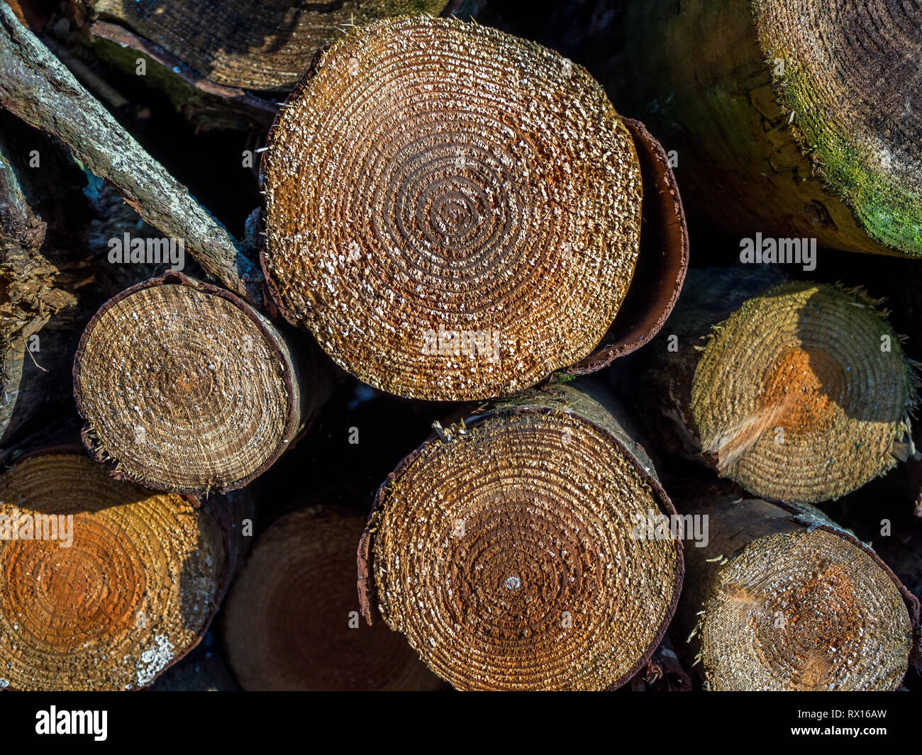 Une macro close up detail sur la face de pile pile de couper la section sciés bois arbres arbre abattu connecté log consigne pour l'industrie forestière d'assaisonnement Banque D'Images