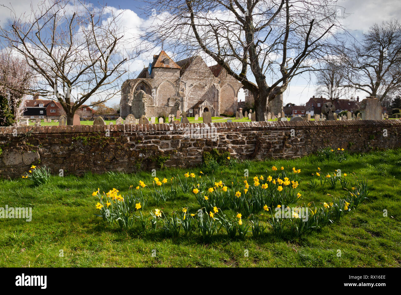 L'église St Thomas Martyr avec le printemps les jonquilles en premier plan, Rye, East Sussex, Angleterre, Royaume-Uni, Europe Banque D'Images