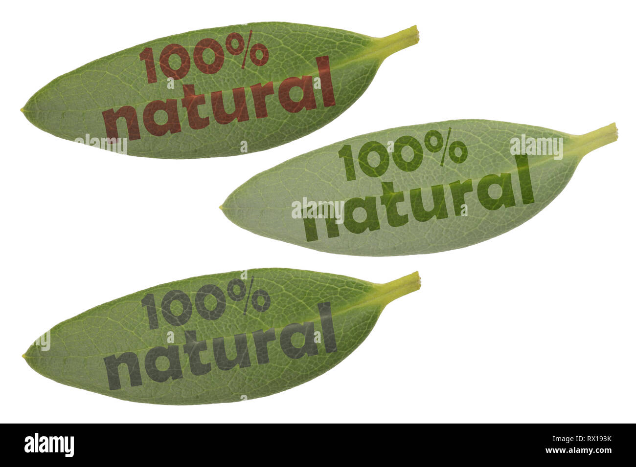 Diverses feuilles vertes avec évidence font 100 % naturel dans différentes luminosités et couleurs Banque D'Images
