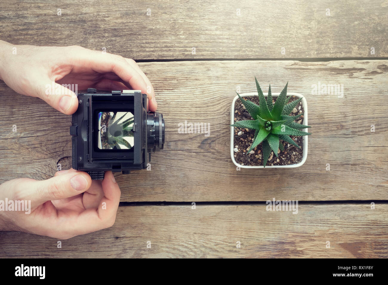 Photographe de prendre une photo de succulentes en utilisant un appareil photo. Vue d'en haut. Banque D'Images
