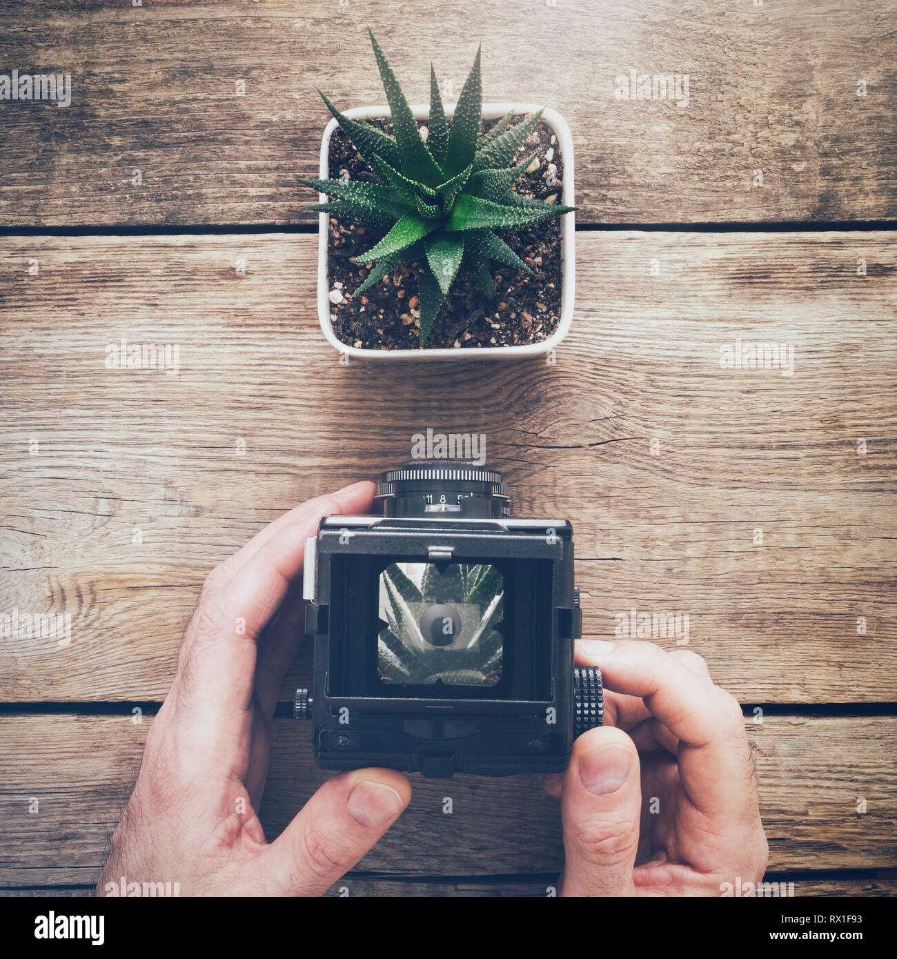 Appareil photo ancien photographe holding et de prendre une photo de succulentes. Vue d'en haut. Banque D'Images