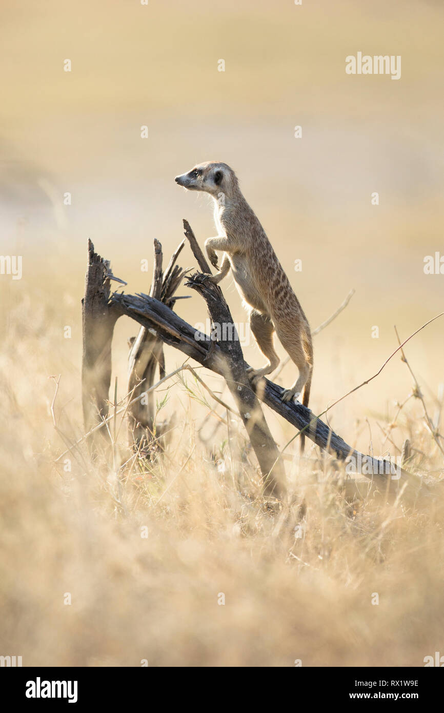 Meerkat dans le Makgadikgadi Pans du Botswana. Banque D'Images