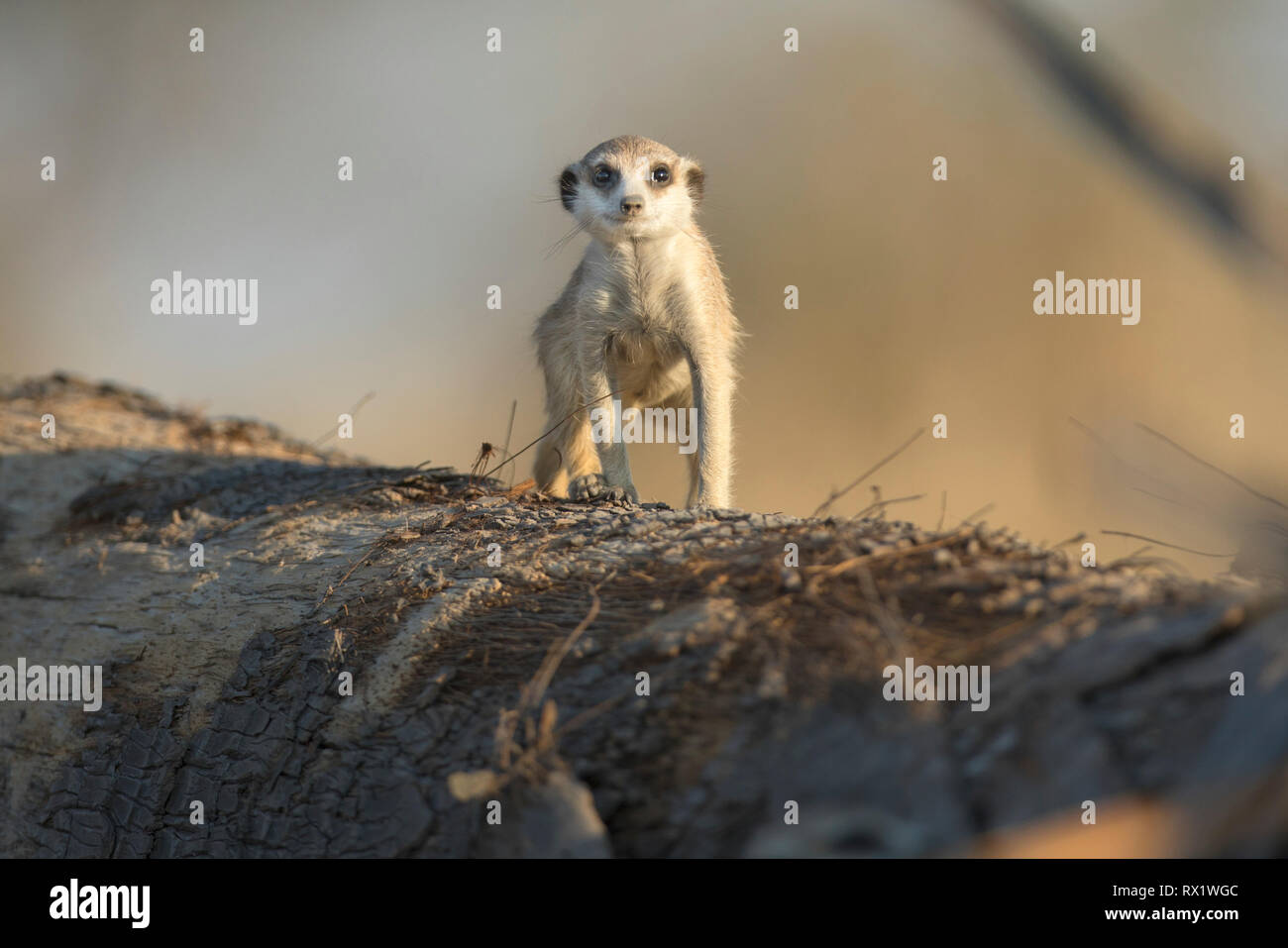 Meerkat dans le Makgadikgadi Pans du Botswana. Banque D'Images