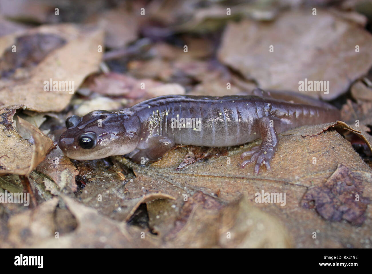 Salamandre arboricole (Aneides lugubris) Banque D'Images