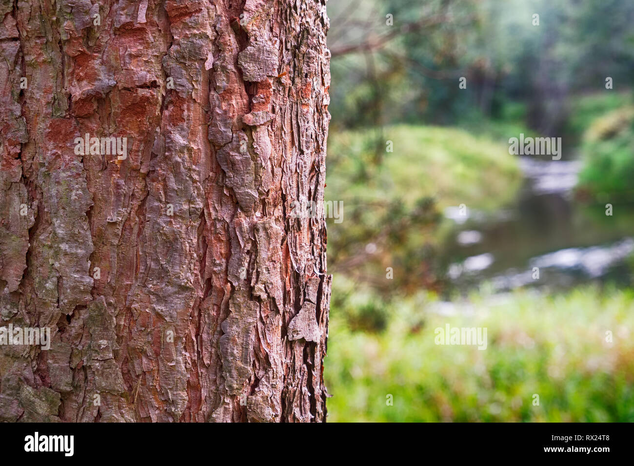 Écorce de pin pour le texte et l'espace en bois paysage de forest river sur l'arrière-plan - pas dans l'accent. Banque D'Images